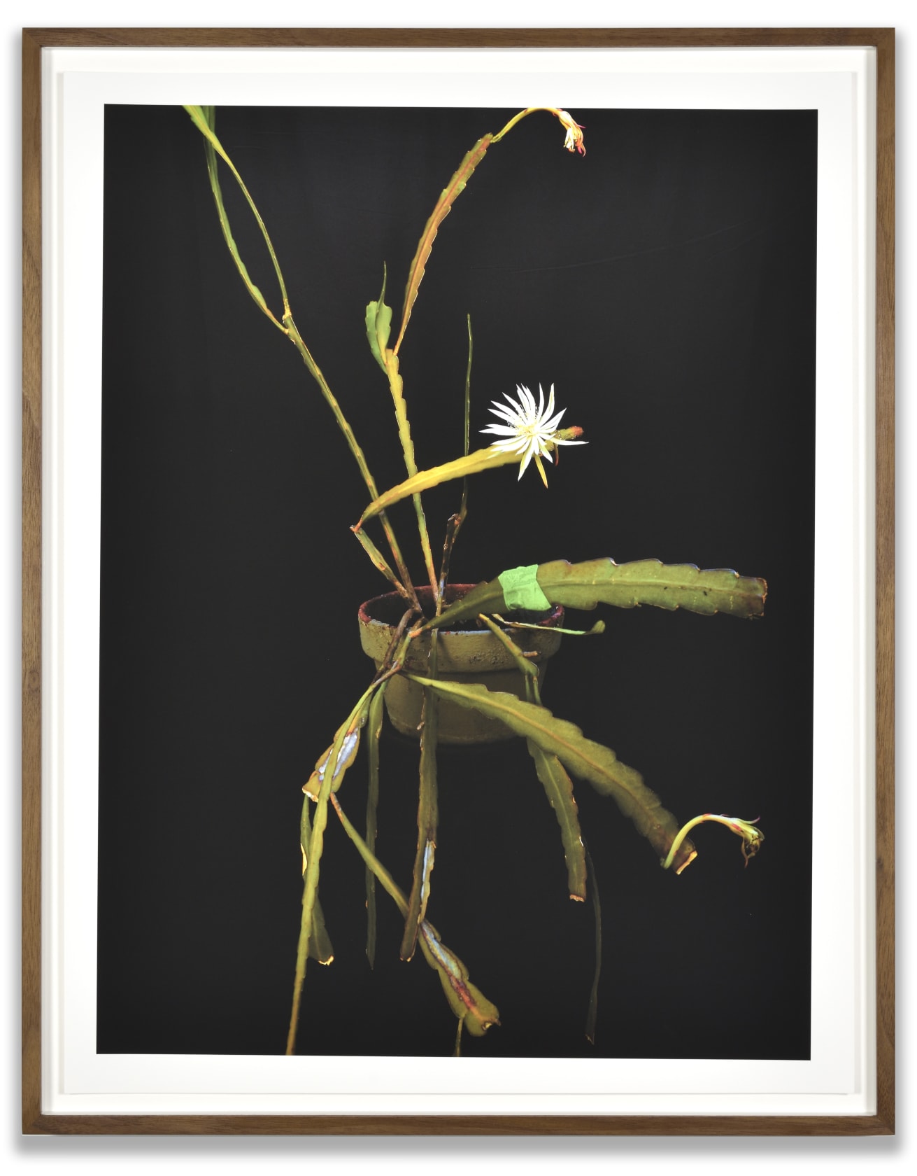 Luciano Perna July 20, 2020, 8:26 am, Night Blooming Cactus (Cereus) II, 2020