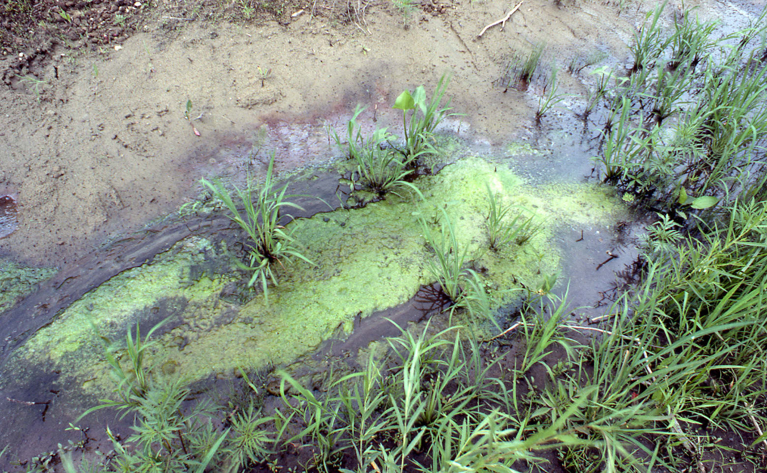 Ana Mendieta, Untitled: Silueta Series, 1979