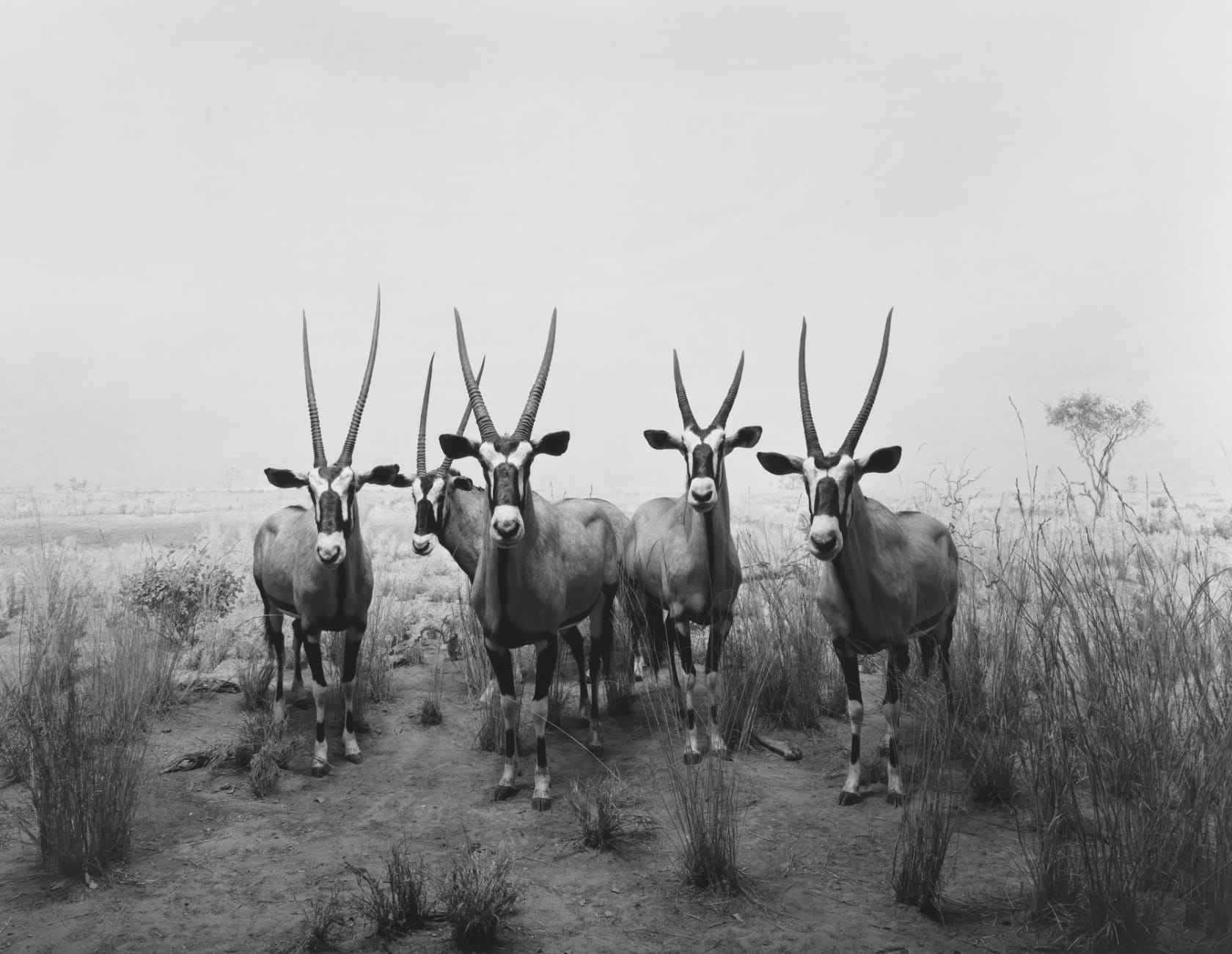 Hiroshi Sugimoto, Gemsbok, 1980