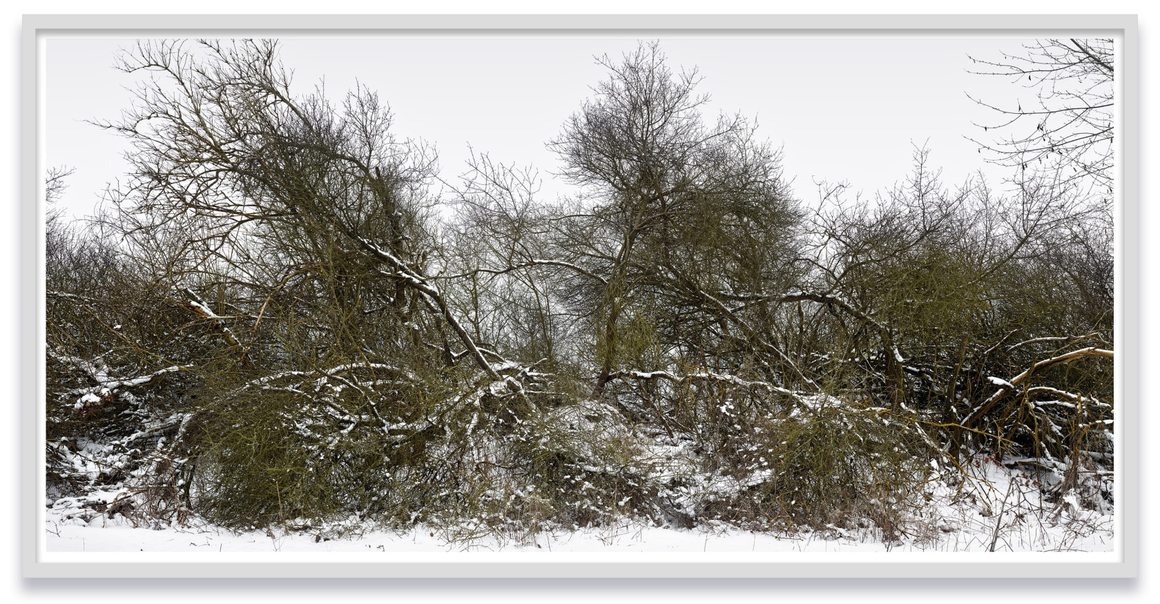 Thomas Struth Schlichter Weg, Feldberger Seenlandschaft 2021, 2021 Inkjet print Image: 85 1/4 x 177 1/8 in. (216.4 x 450...