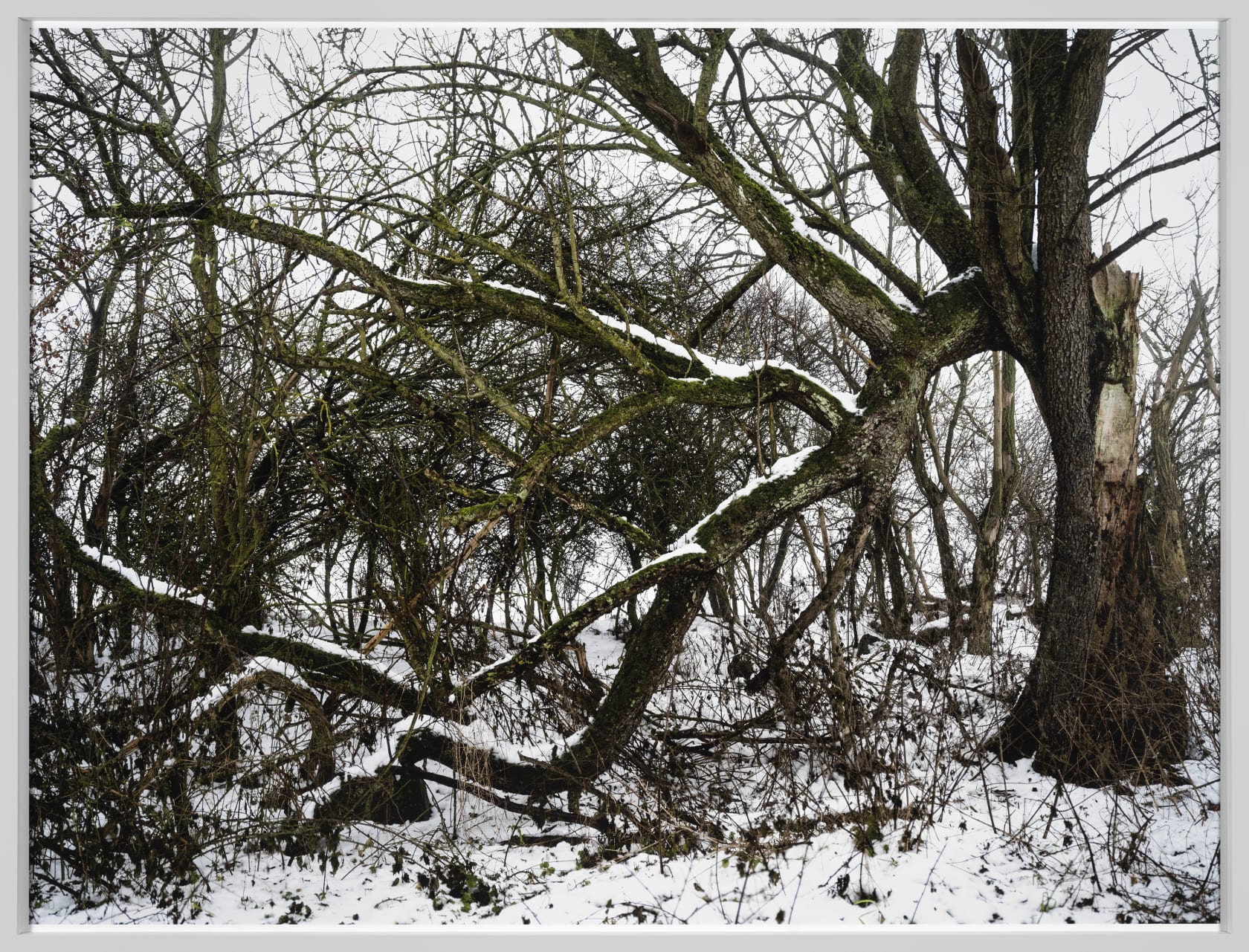 Thomas Struth Baum, Feldberger Seenlandschaft 2021, 2021 Inkjet print Image: 61 3/8 x 81 7/8 in. (156 x 208 cm)...