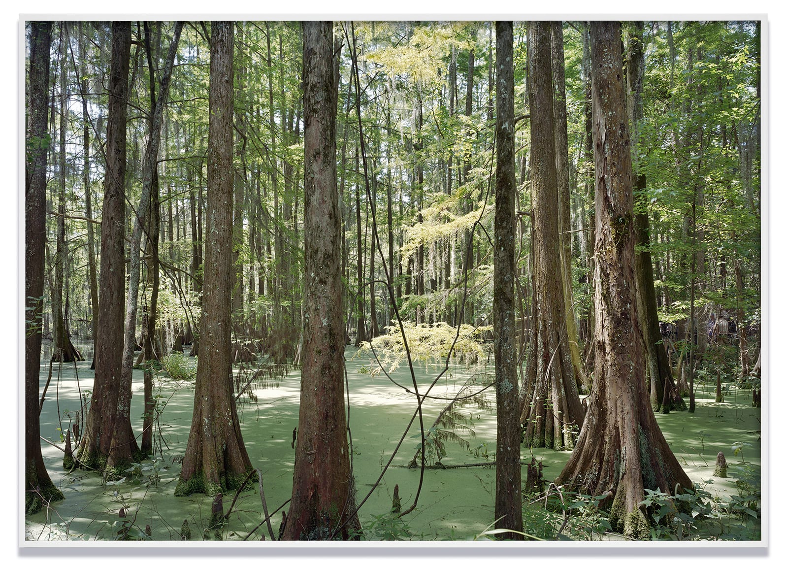 An-My Lê, Fragment VII: Swamp, Film Set, (Free State of Jones), Chicot State Park, Louisiana, from Silent General, 2015