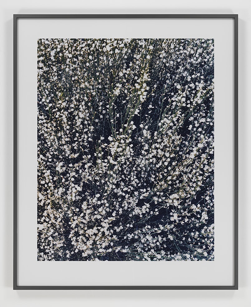 Lothar Baumgarten Morning Broom, 2003-2006