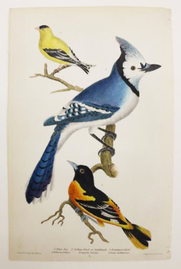 Alexander Wilson Blue Jay, Goldfinch, Baltimore Oriole, 1832