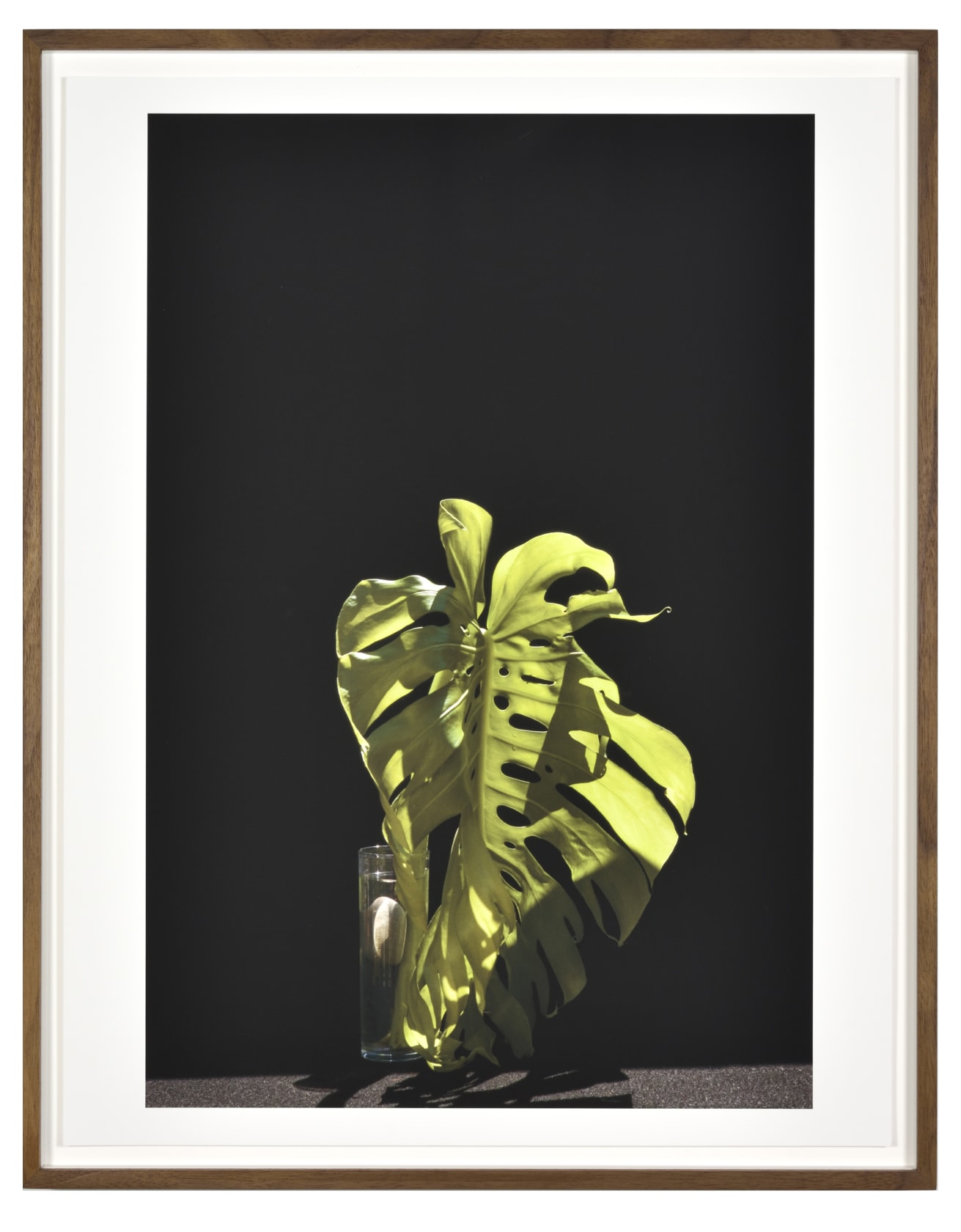 Luciano Perna May 28, 2020, 10:09 am, Monstera Leaf II, 2020