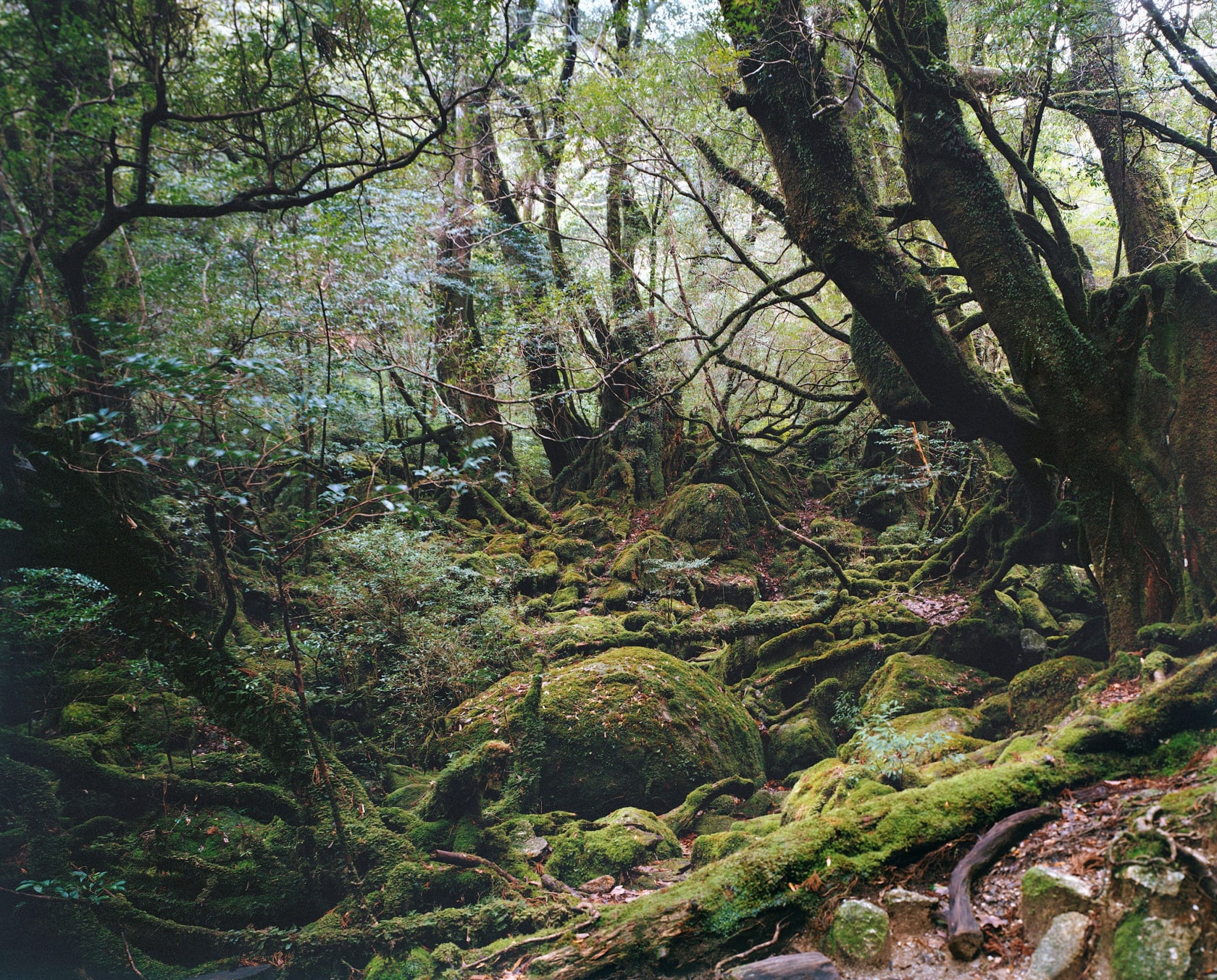 Thomas Struth, Paradise 13, Yakushima/ Japan, 1999