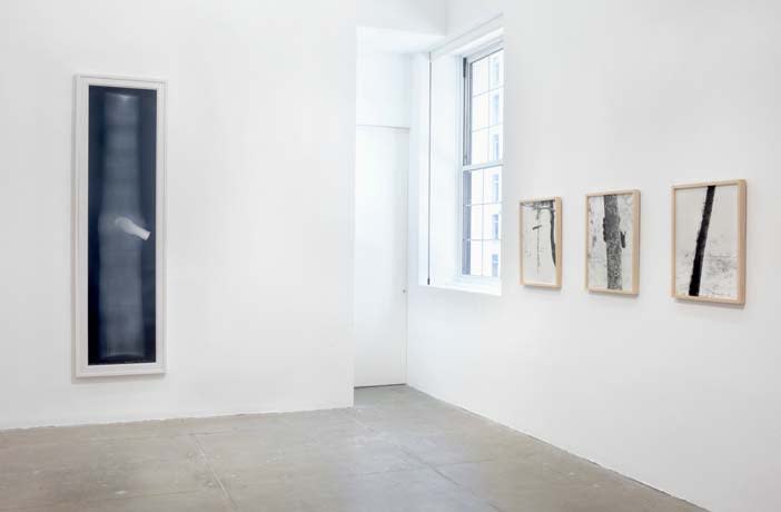 Two sets of works, displayed on white walls: 1- an image that resembles an x-ray of a tree trunk with a hand on it; 2- three black-and-white photos framed in light beige wood that have detailed photographs of trees in them.