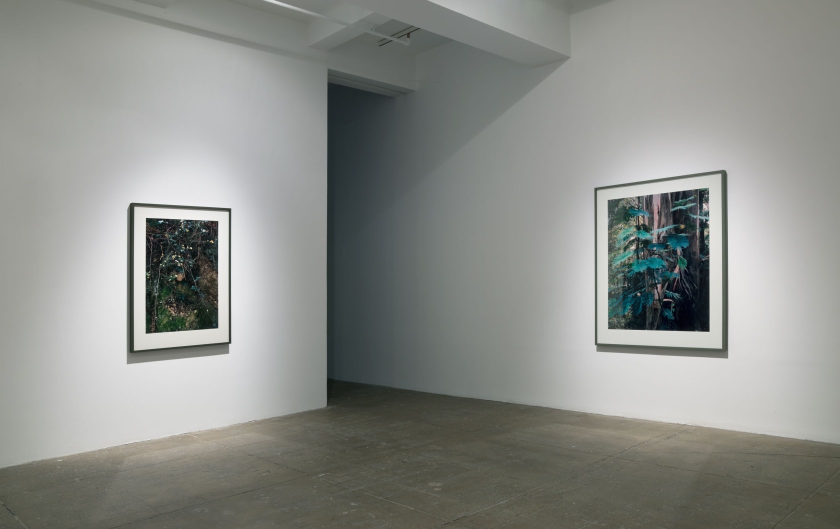 Two large photographs of plants and trees hang in the corner of a room. 