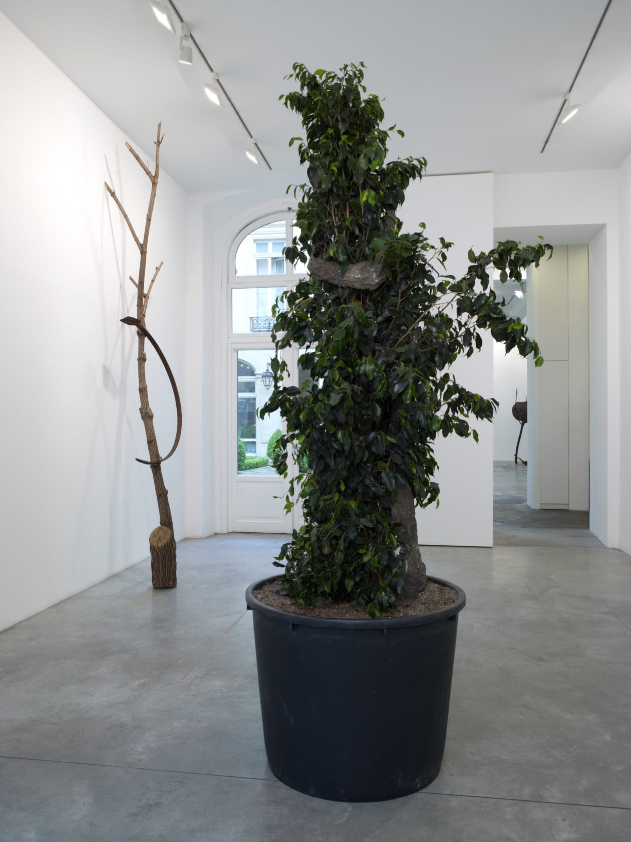 An exhibition installation view from: Giuseppe Penone, Le Corps d’un jardin
