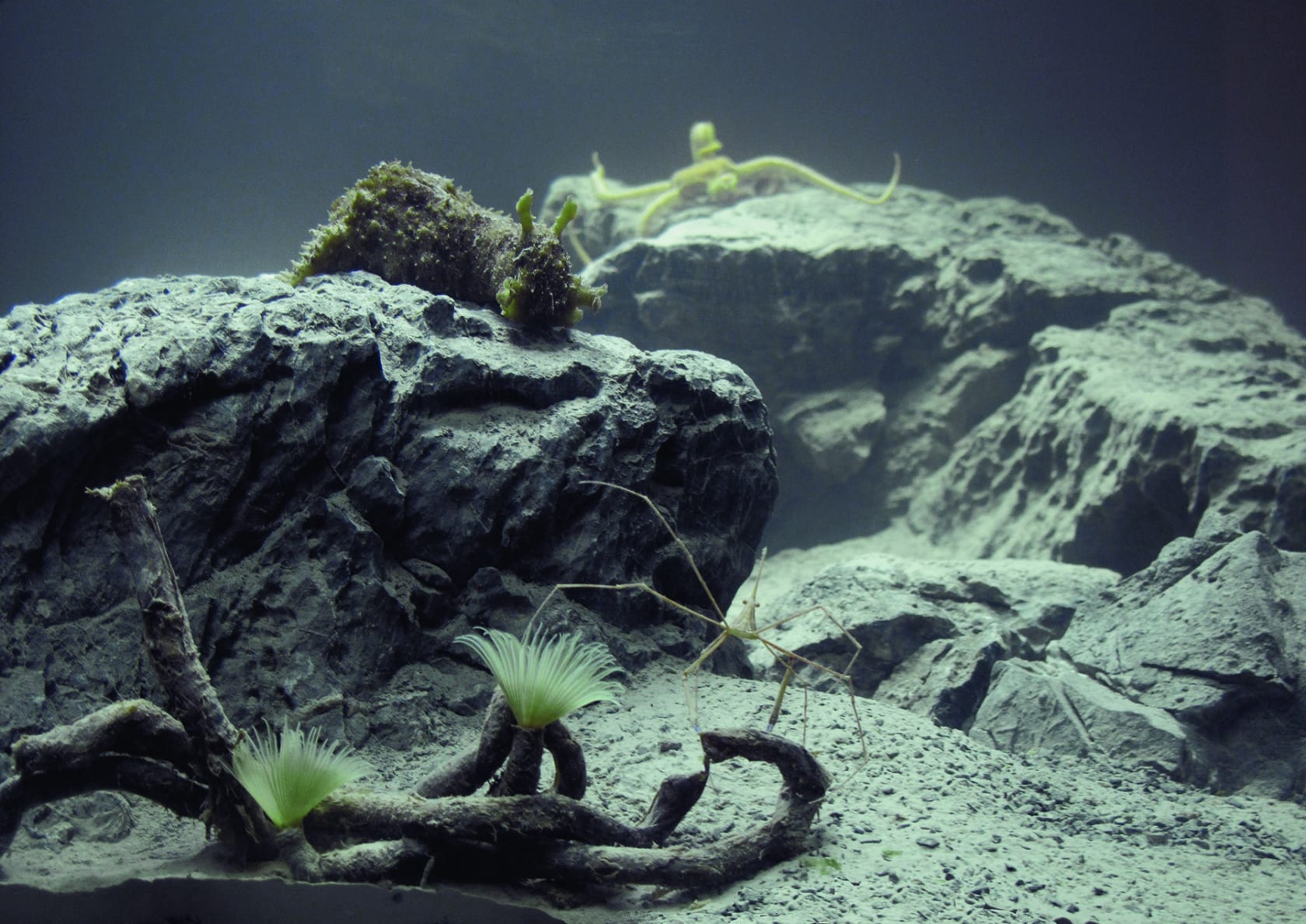 An exhibition installation view from: Pierre Huyghe