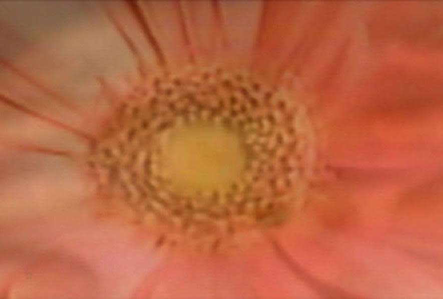 William Pope L. Consuming the Center (Figment), 2004-2008 Video, Color, Sound; 3 min