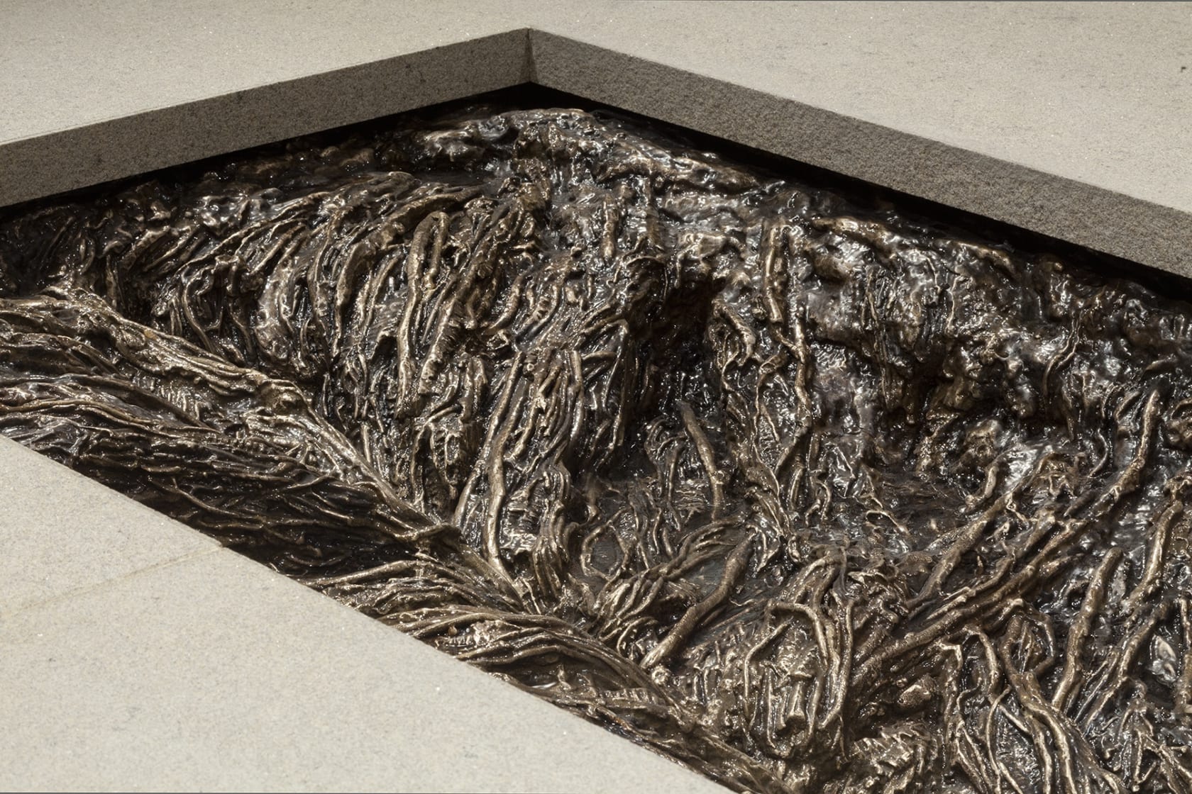 A rectangular cut away reveals a system of cast roots close up.