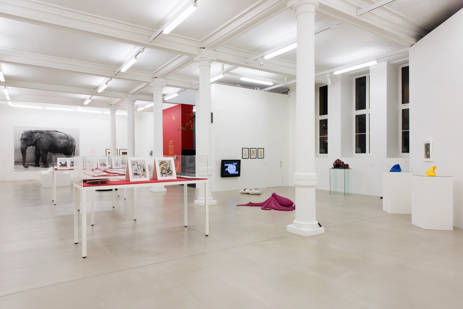 An exhibition installation view from: Animality