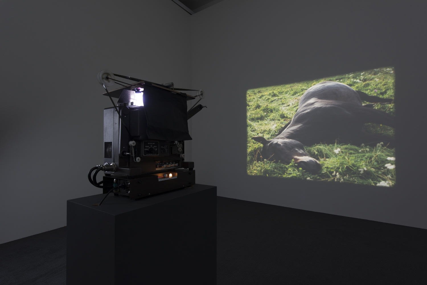 An exhibition installation view from: Animality