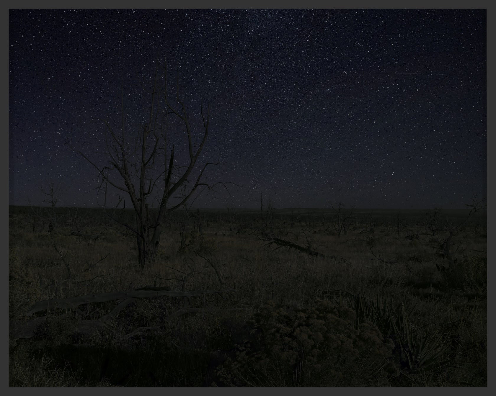 An-My Lê Pinyon/Juniper Trees from 2002 Long Mesa Fire, Mesa Verde National Park, Colorado, 2024, from Dark Star 2024 Inkjet...