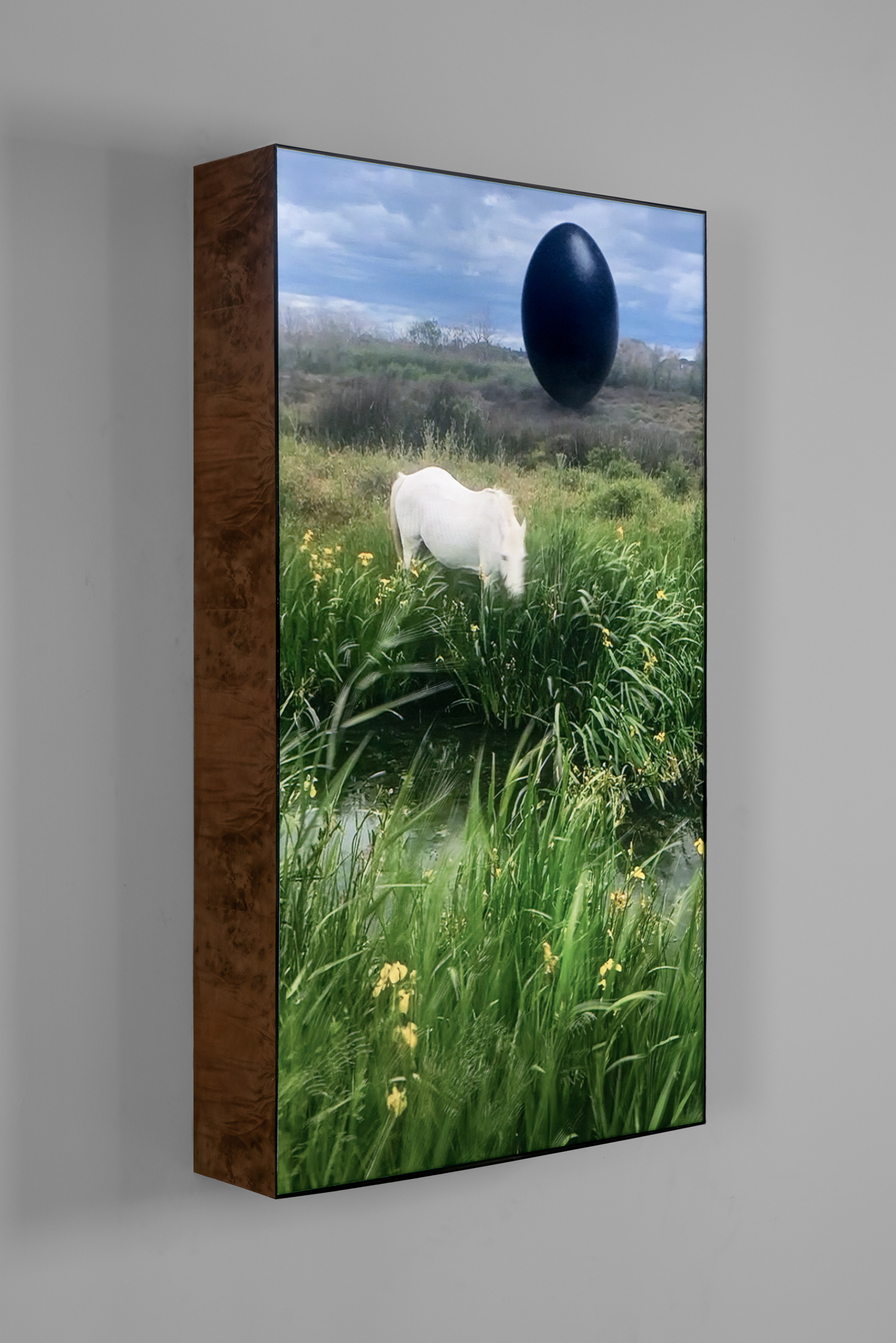 Rachel Rose, Camargue Horse, 2020