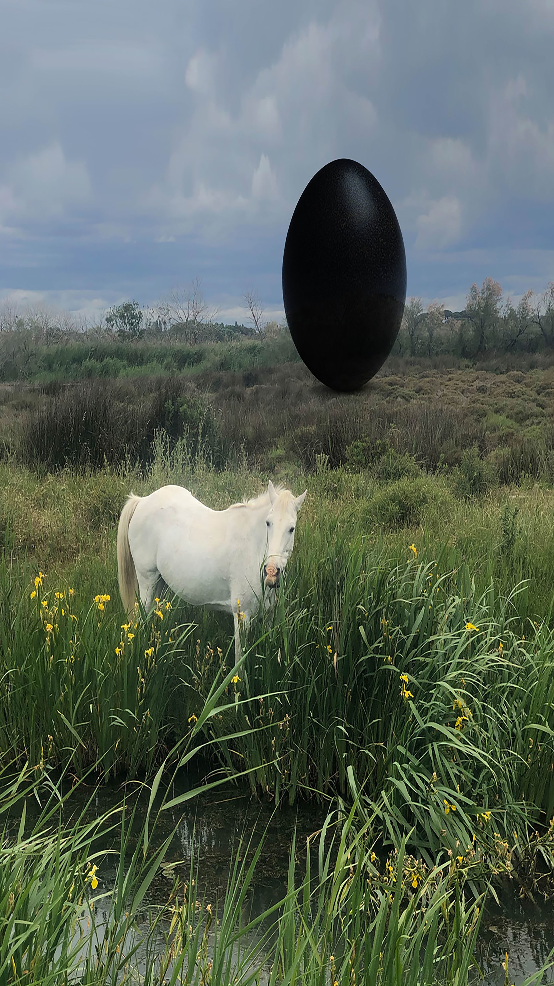 Rachel Rose, Camargue Horse, 2020
