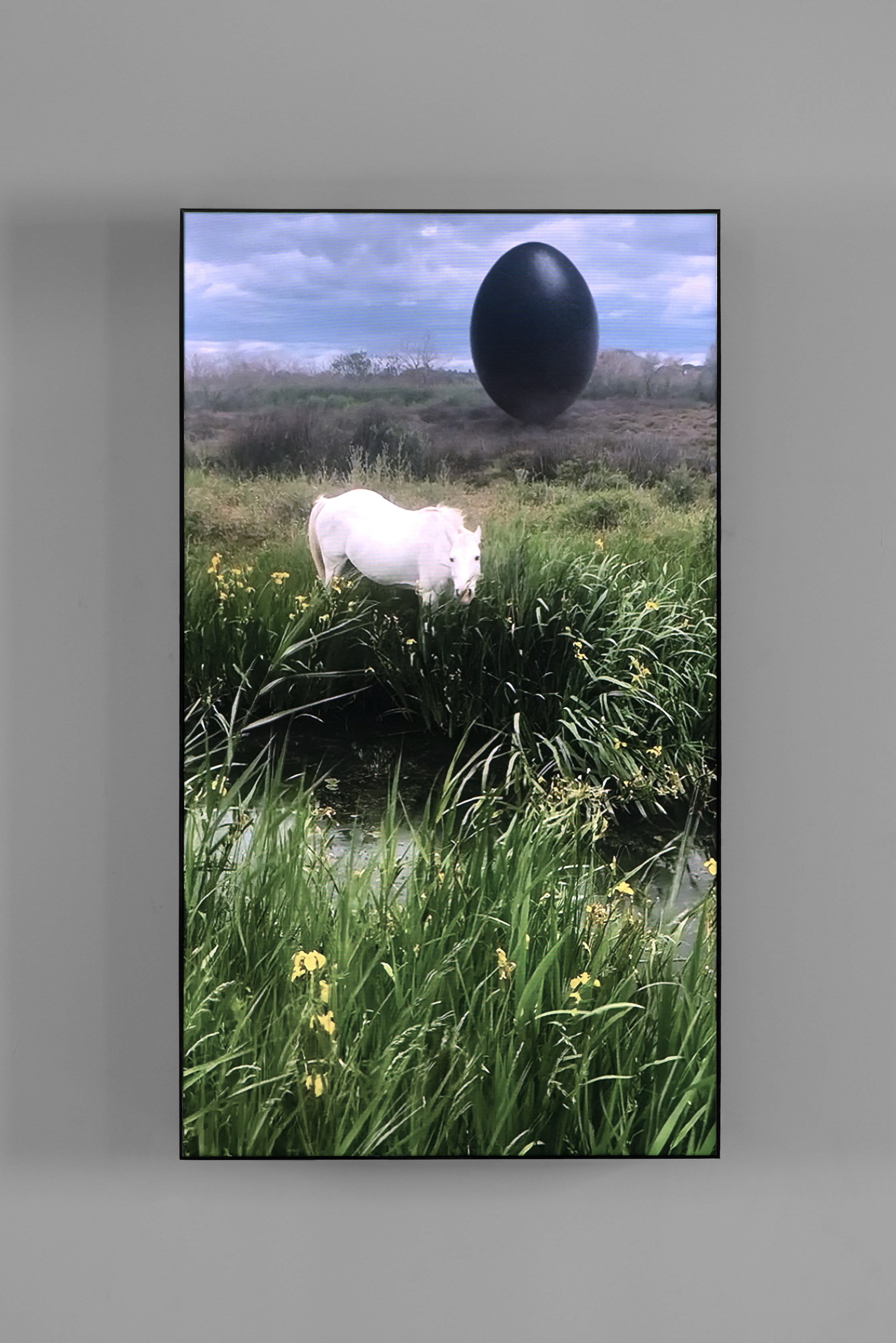 Rachel Rose, Camargue Horse, 2020