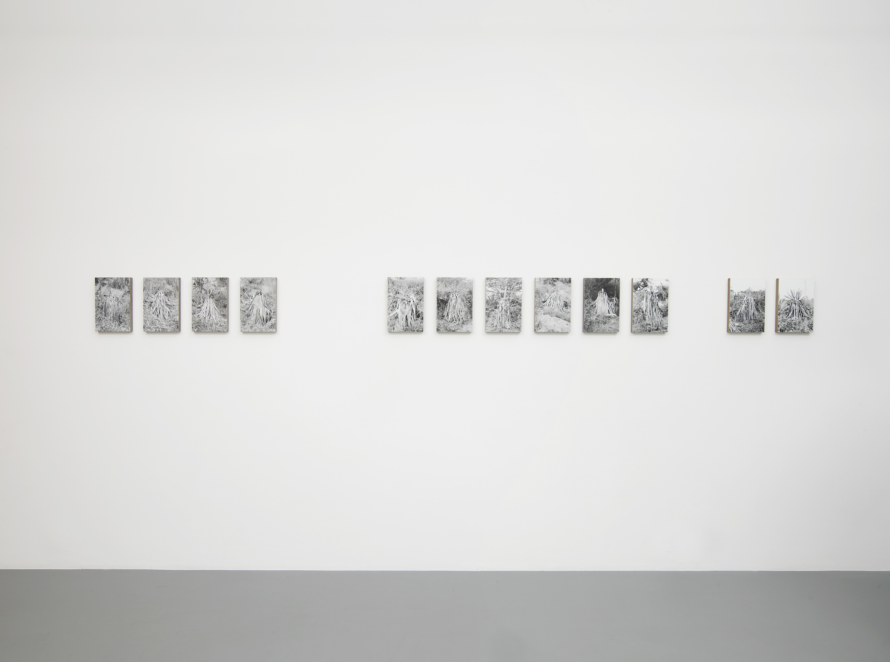 TopoDendroPhilia, Pilar Corrias, London, 5 July - 2 August, 2013