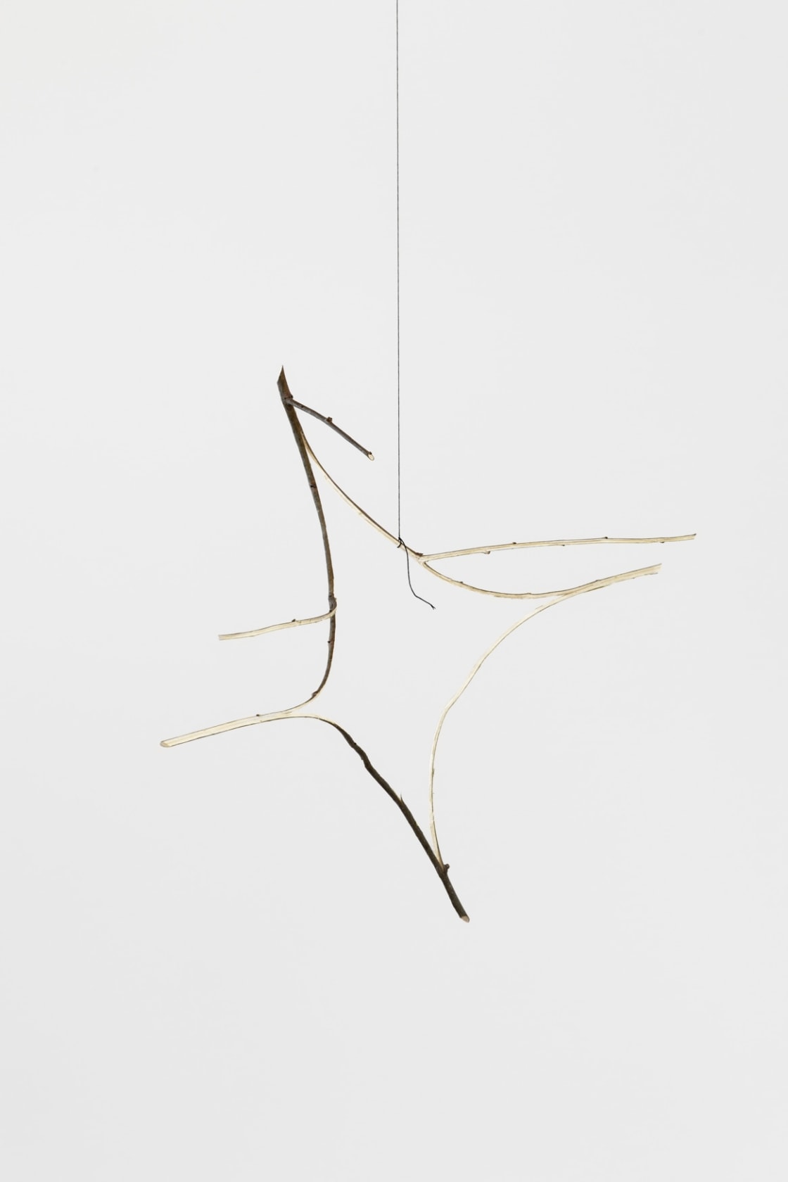 Daniel Steegmann Mangrané, Árvore Multiplicada , 2024