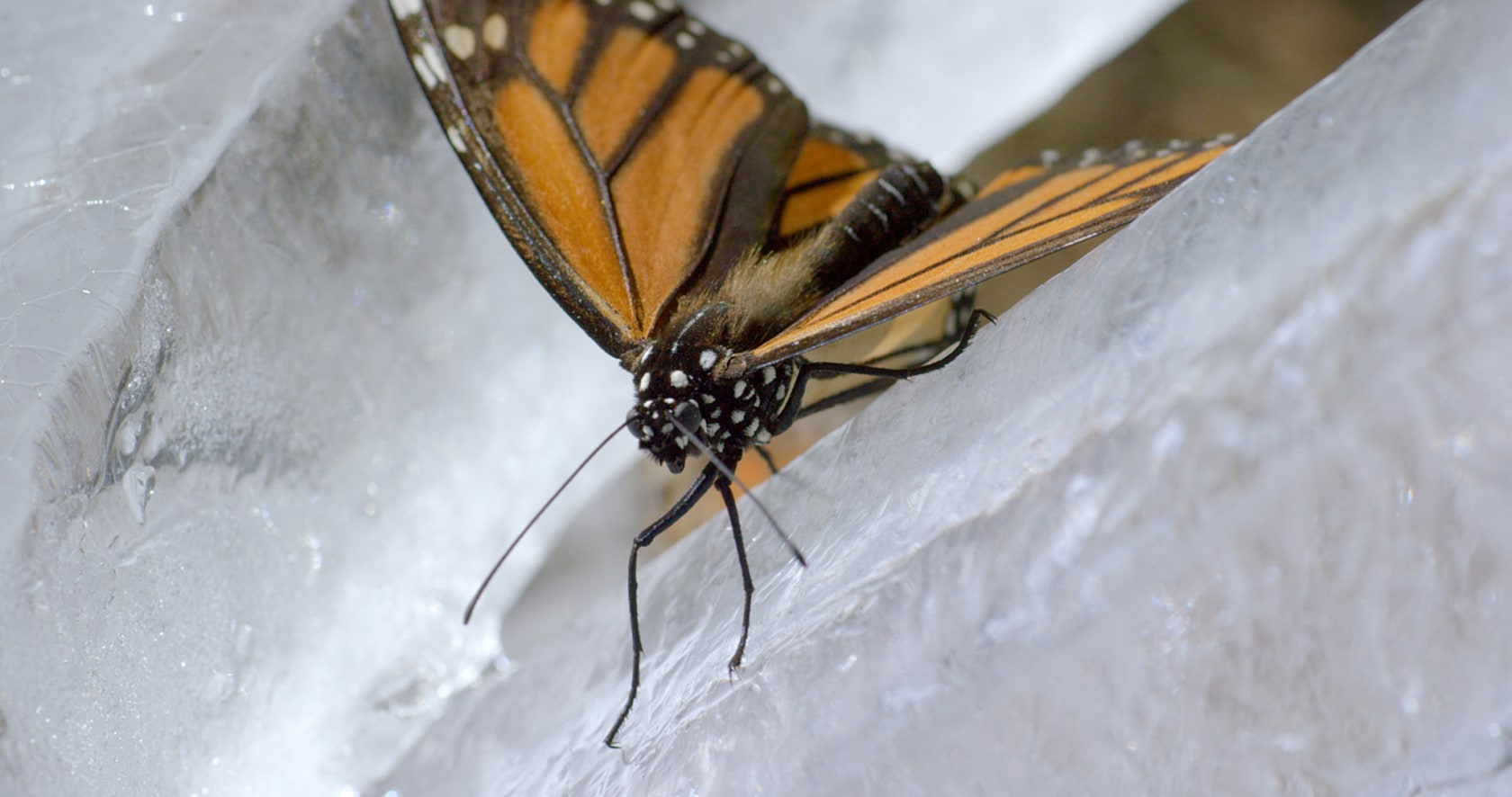 Etienne Chambaud, INCOMPLT, 2016