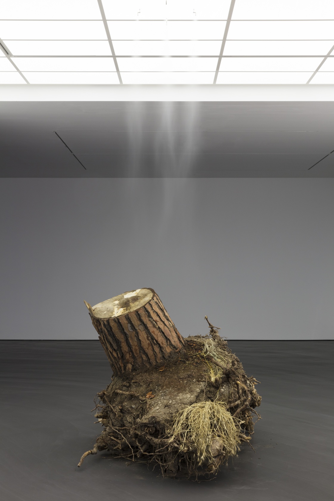 Christoph Keller, Ceppo sradicato (uprooted tree), 2018