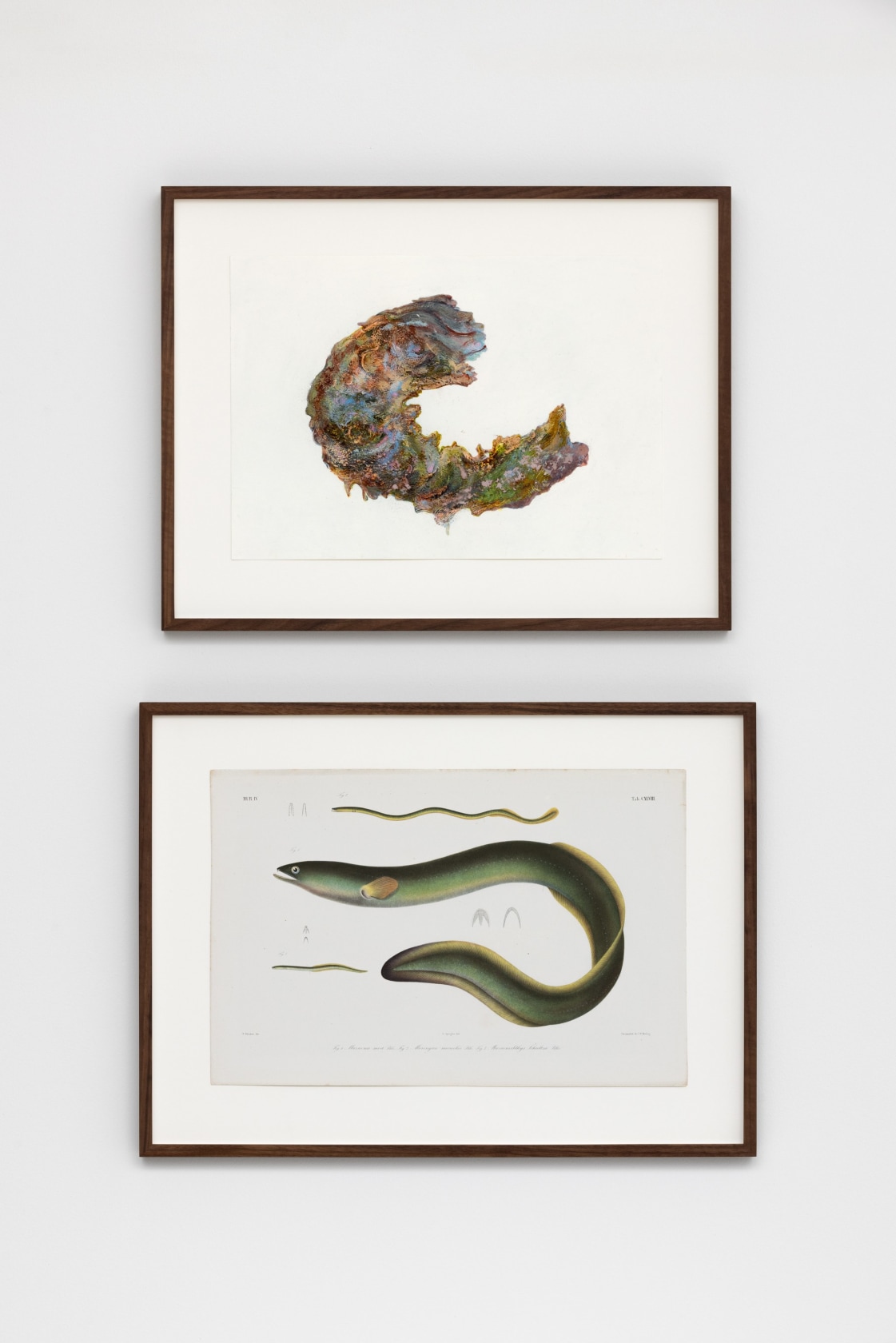 Anri Sala, Untitled (Nepal/Muraena moa, Moringua microchir, Muraenichthys Schultzei), 2023