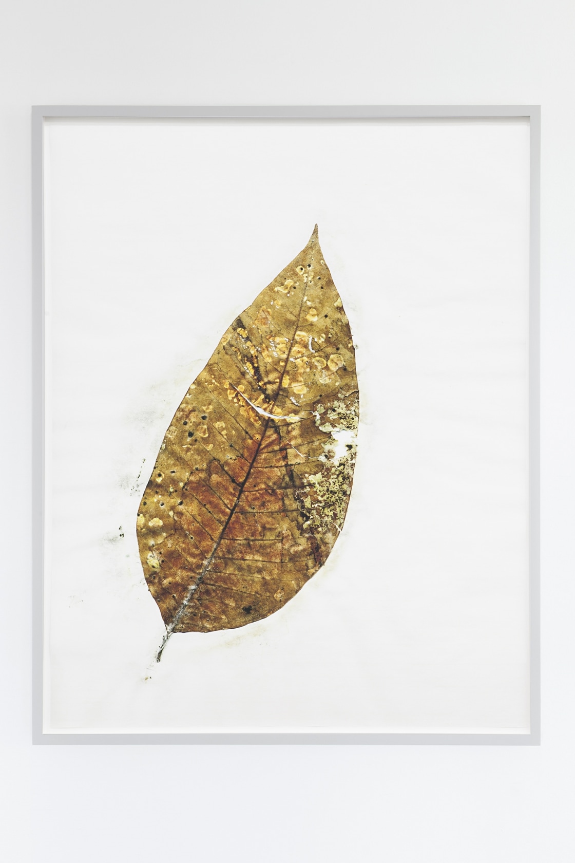 Christoph Keller, Herbarium Amazonas - Sheets (3), 2014