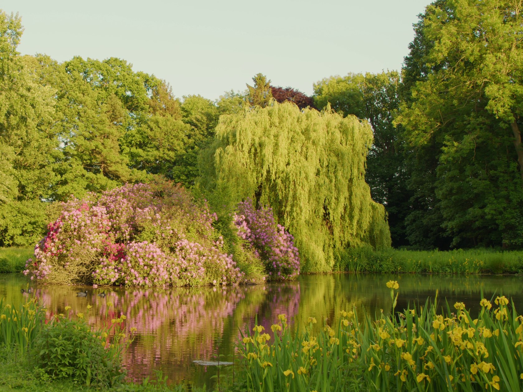 David Claerbout, Birdcage, 2023