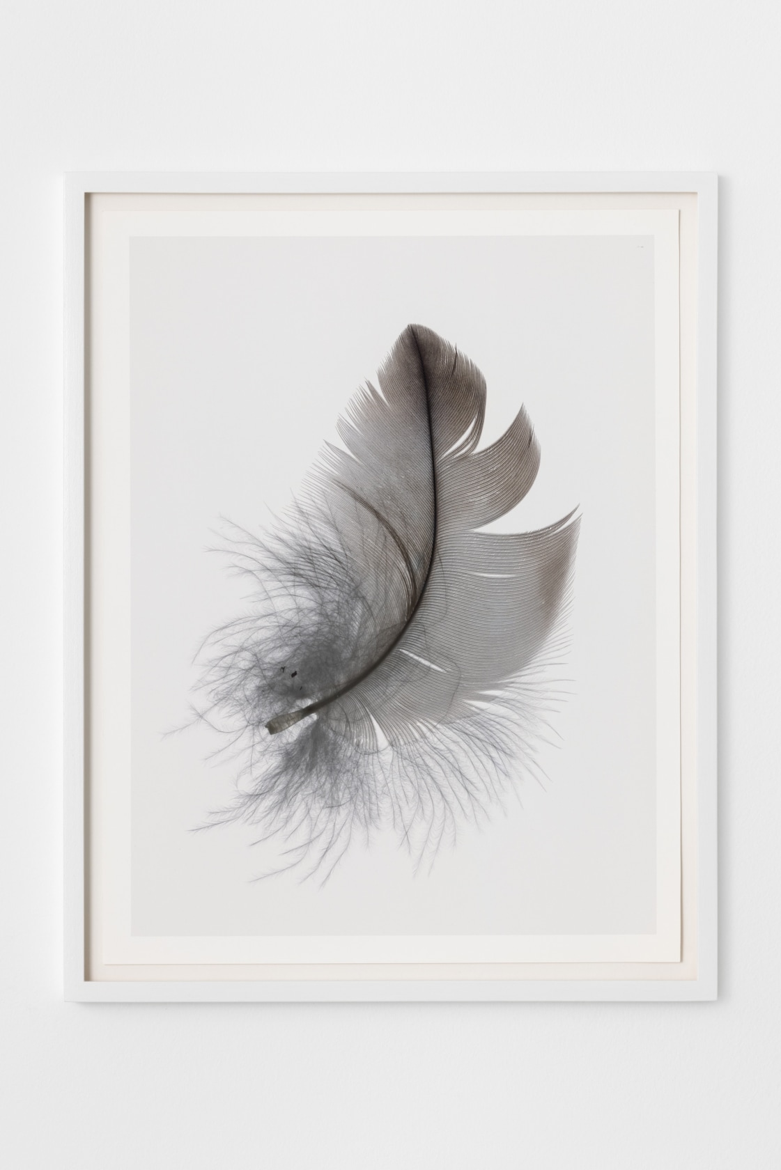 Christoph Keller, Down Feather, 2023