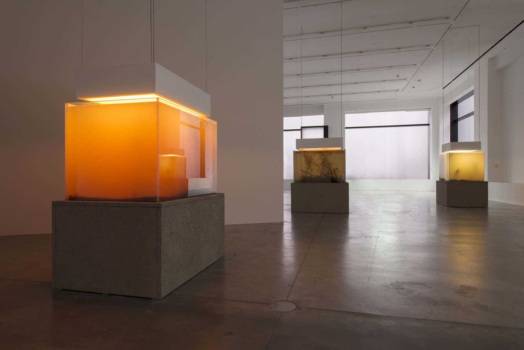 Pierre Huyghe, Nymphéas Transplant, 2014