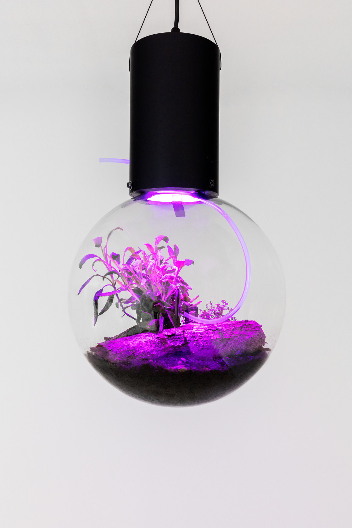 Hito Steyerl, Animal Spirits: Herb Sphere, 2023