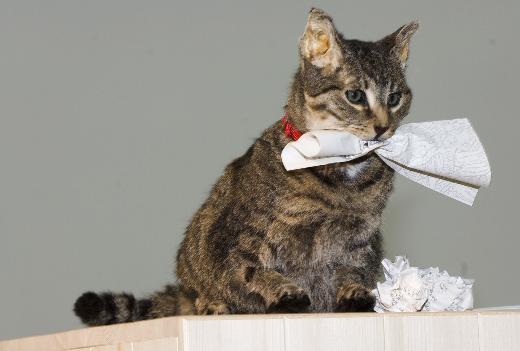 How Are You Going to Behave? A Kitchen Cat Speaks, 2009 (detail) Wood, lamps, stuffed cat, text, door blinds, MP3...