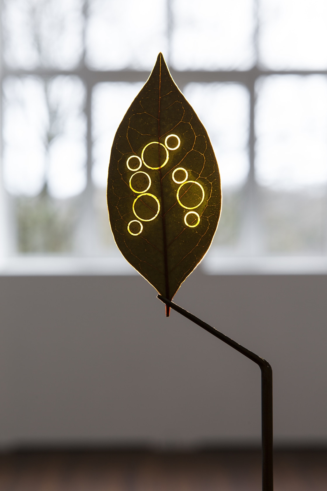 Elegancia y renuncia, 2011 Dried leaf (ficus elastica japonicum), metal stands, slide projection (filter ref. 306 summer blue) The work...