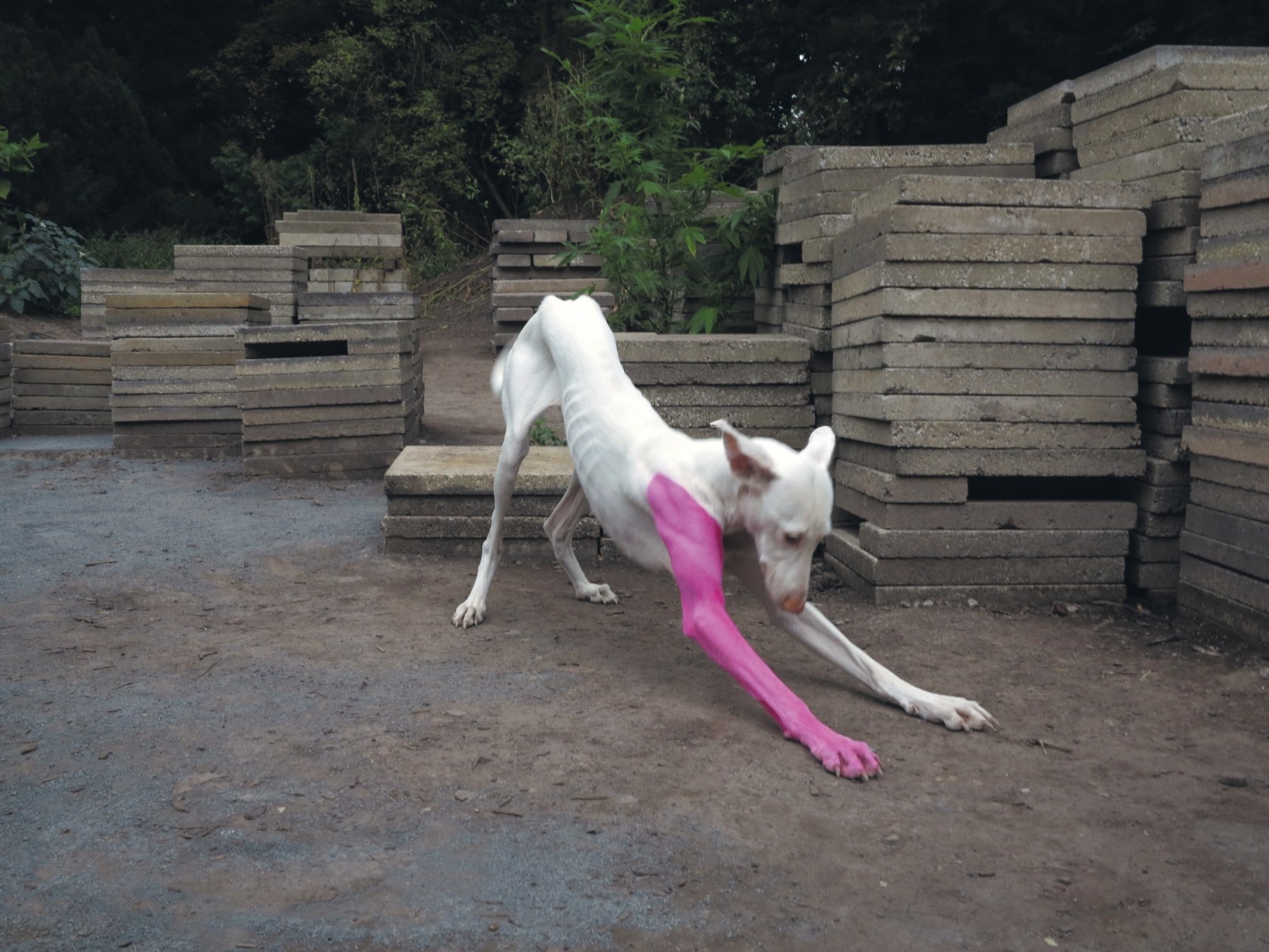 Untilled, 2011–12 Living entities and inanimate things, made and not made Photo © Pierre Huyghe