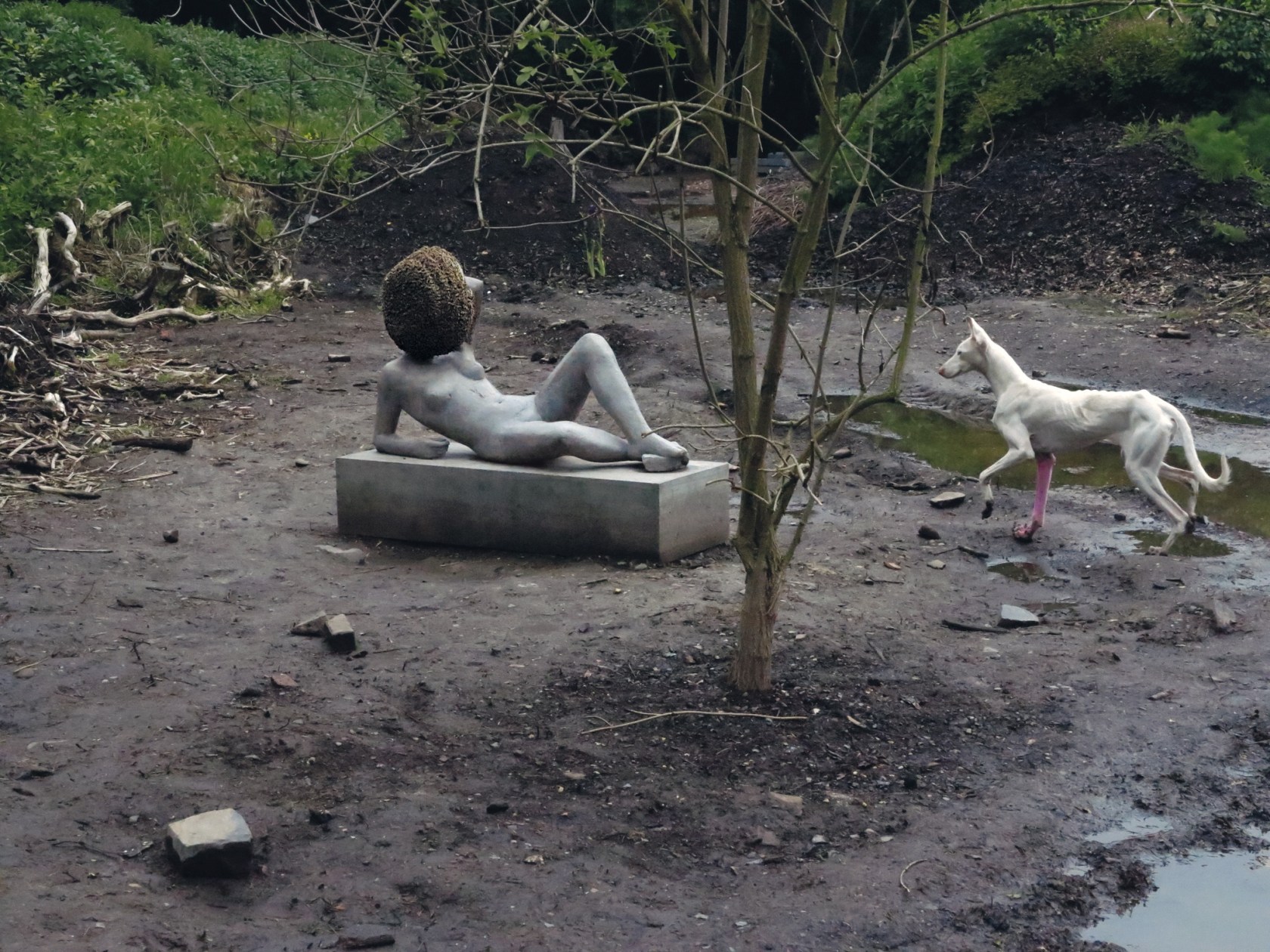 Untilled, 2011–12 Living entities and inanimate things, made and not made Photo © Pierre Huyghe