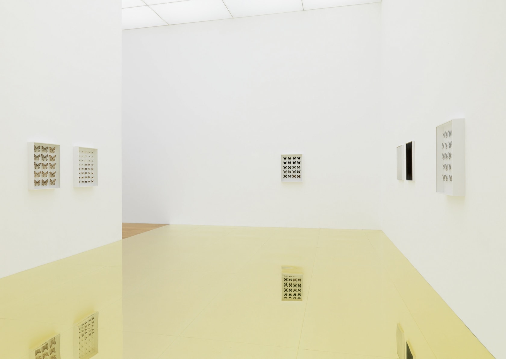 Various butterfly display cases These display cases resemble the ones seen in natural history museums, which have the purpose of...