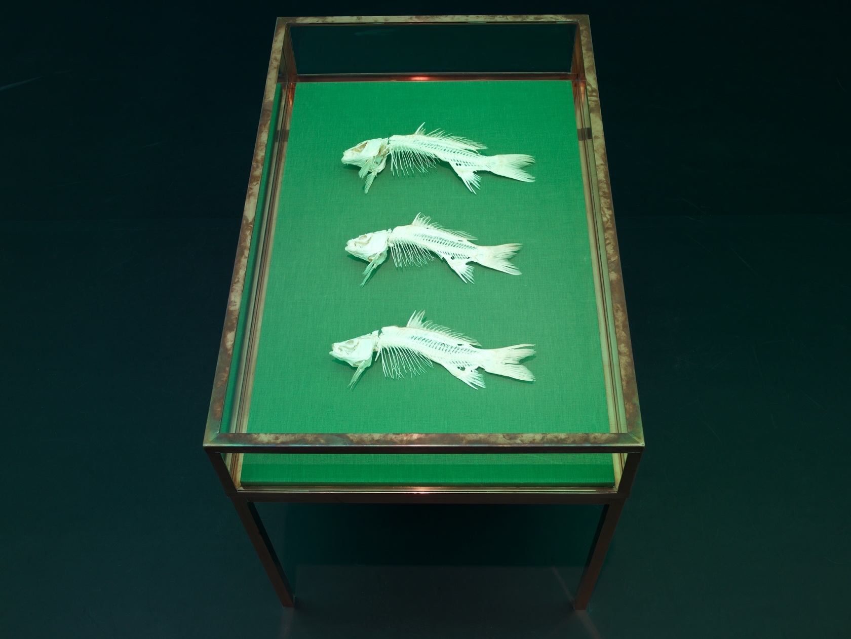 Untitled, 2008 3 carp skeletons, vitrine (copper, glass, wood, fabric) Three carp skeletons are arranged on the inside surface parallel...