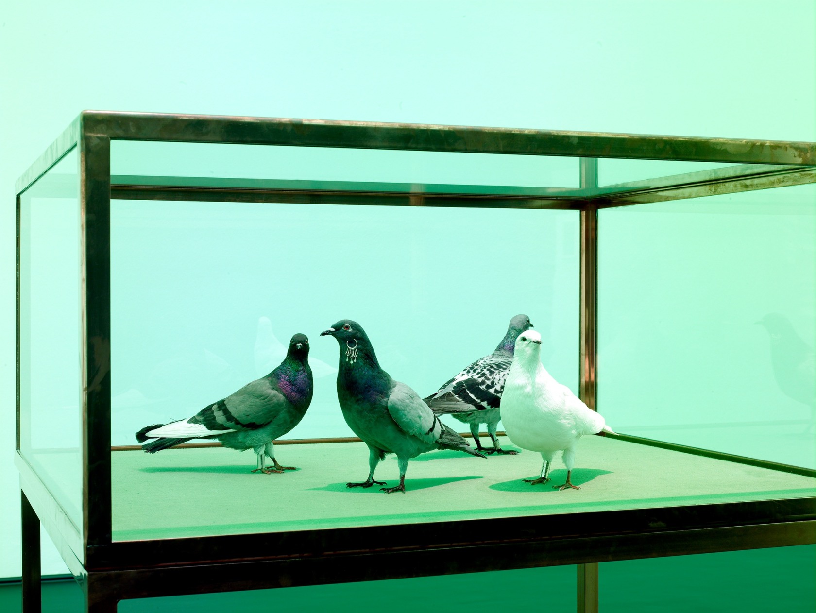 Untitled, 2008 Four doves, argent headdress, 3 silver footrings, vitrine (copper, glass, wood, cloth) At all times, the dove had...