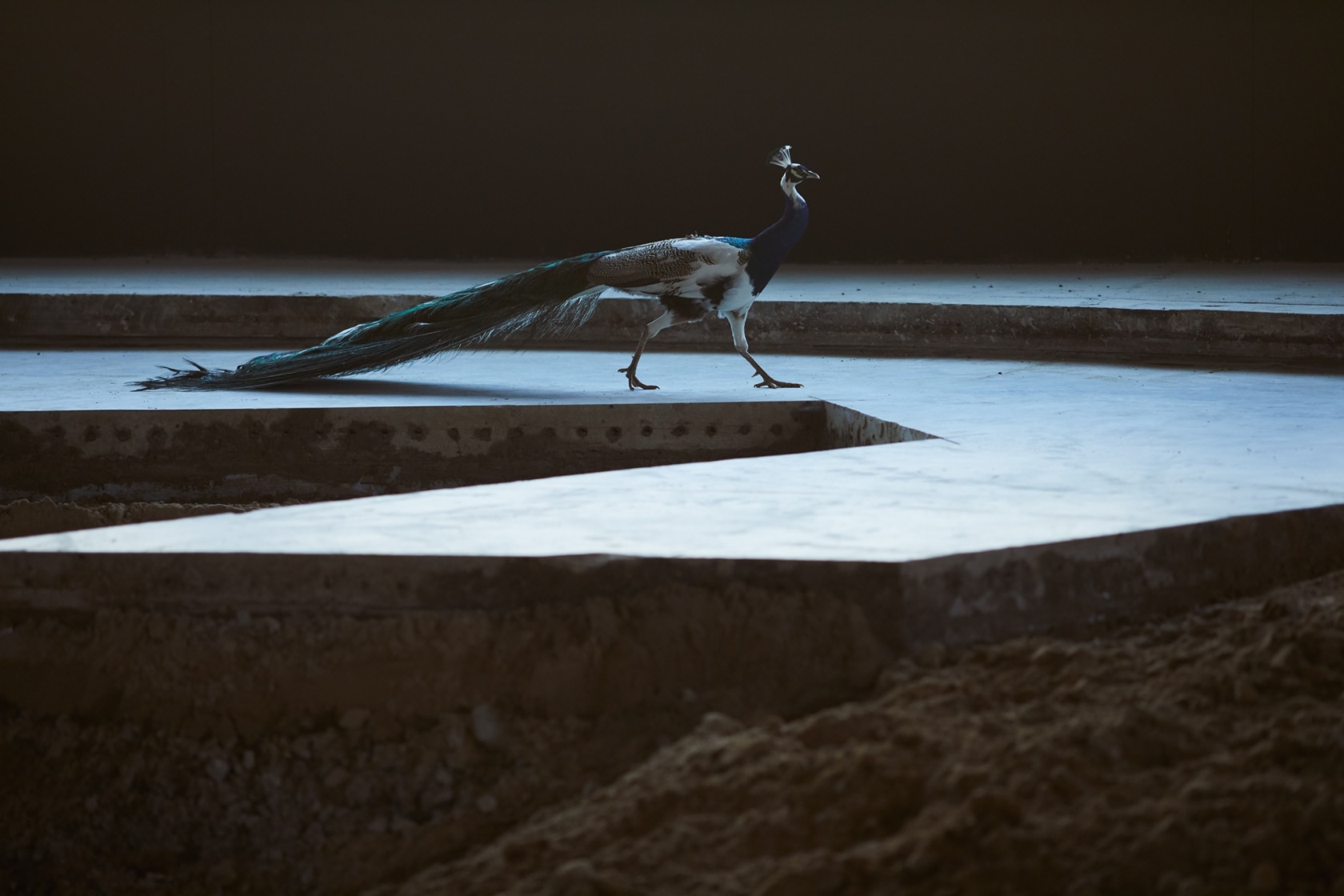 After ALife Ahead, 2017 Ice rink concrete floor; Sand, clay, phreatic water; Bacteria, algae, bee, chimera peacock; Aquarium, black switchable...