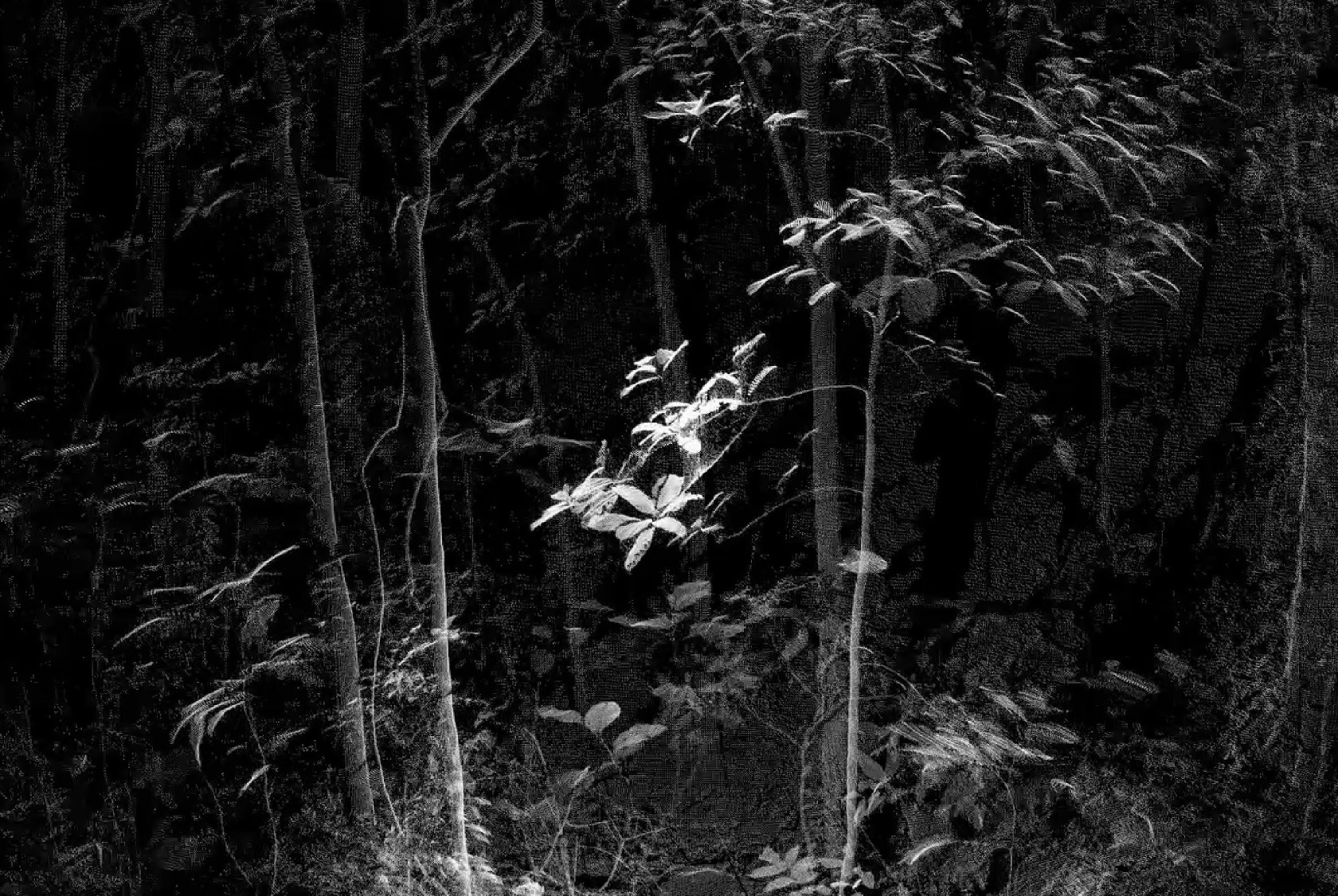 Phantom (Kingdom of all the animals and all the beasts is my name), 2014–15 Oculus Rift virtual reality headset, Unity...