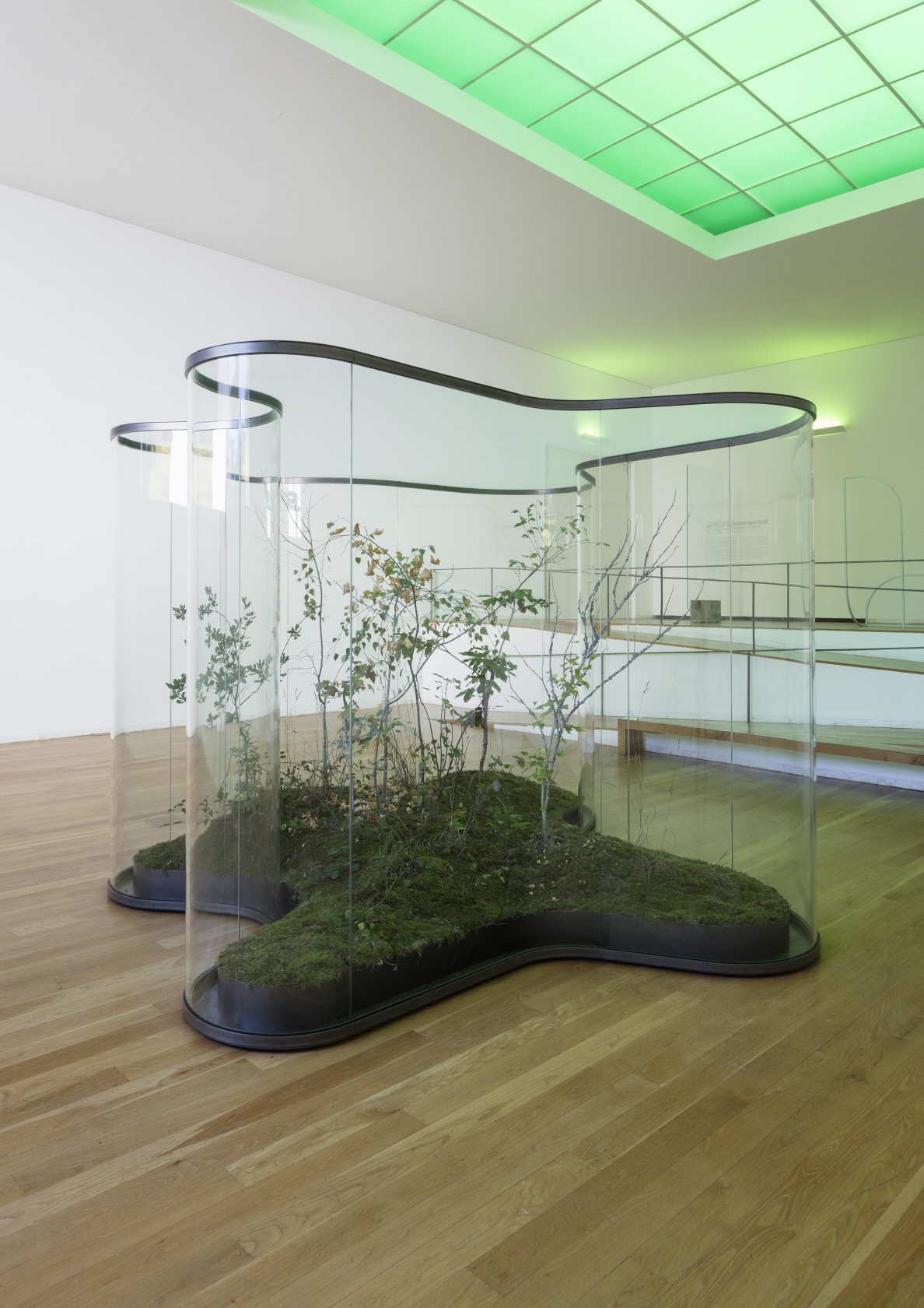 A Transparent Leaf Instead Of The Mouth, 2016-17 Glass, metal, ecosystem with stick and leaf insects 250 x 500 x...