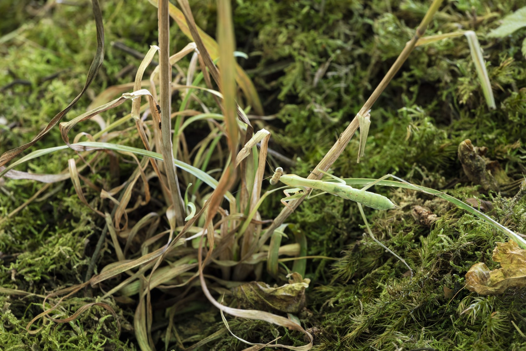 A Transparent Leaf Instead Of The Mouth, 2016-17 (detail) Glass, metal, ecosystem with stick and leaf insects 250 x 500...