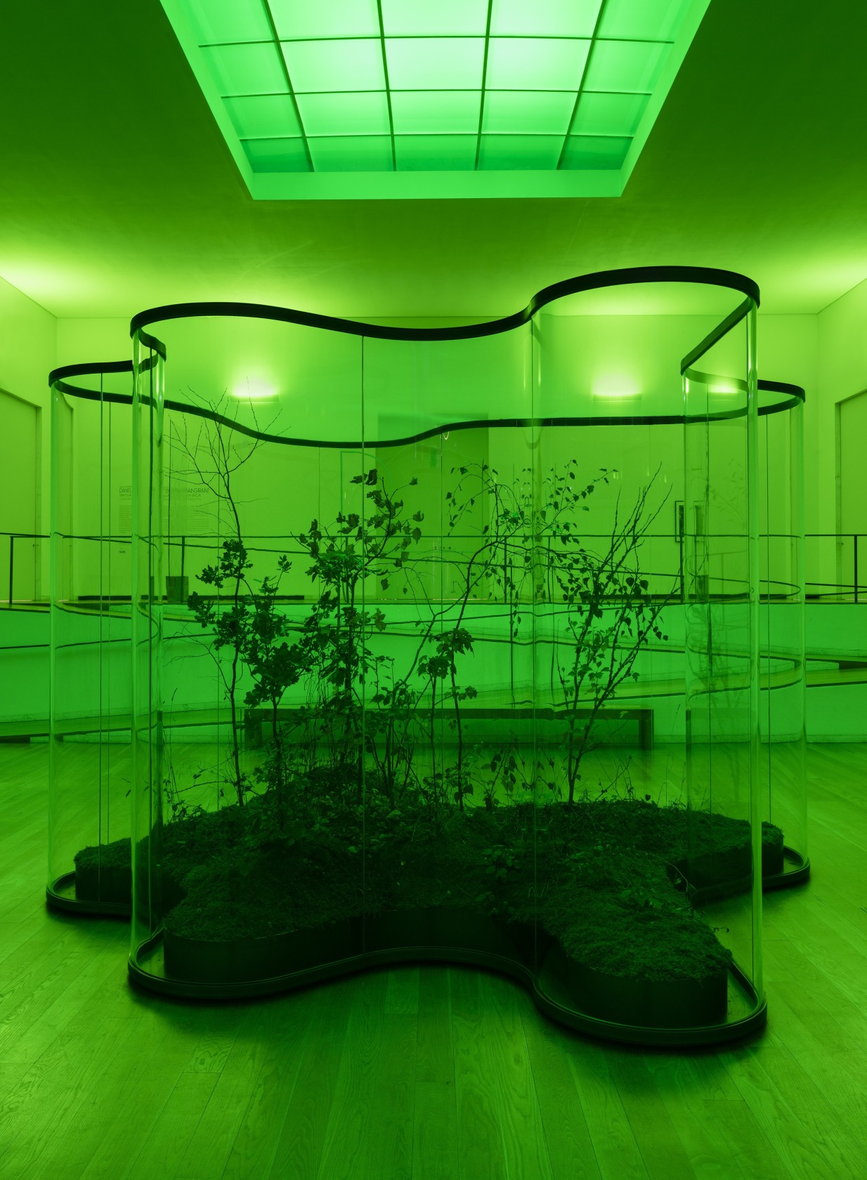 A Transparent Leaf Instead Of The Mouth, 2016-17 Glass, metal, ecosystem with stick and leaf insects 250 x 500 x...