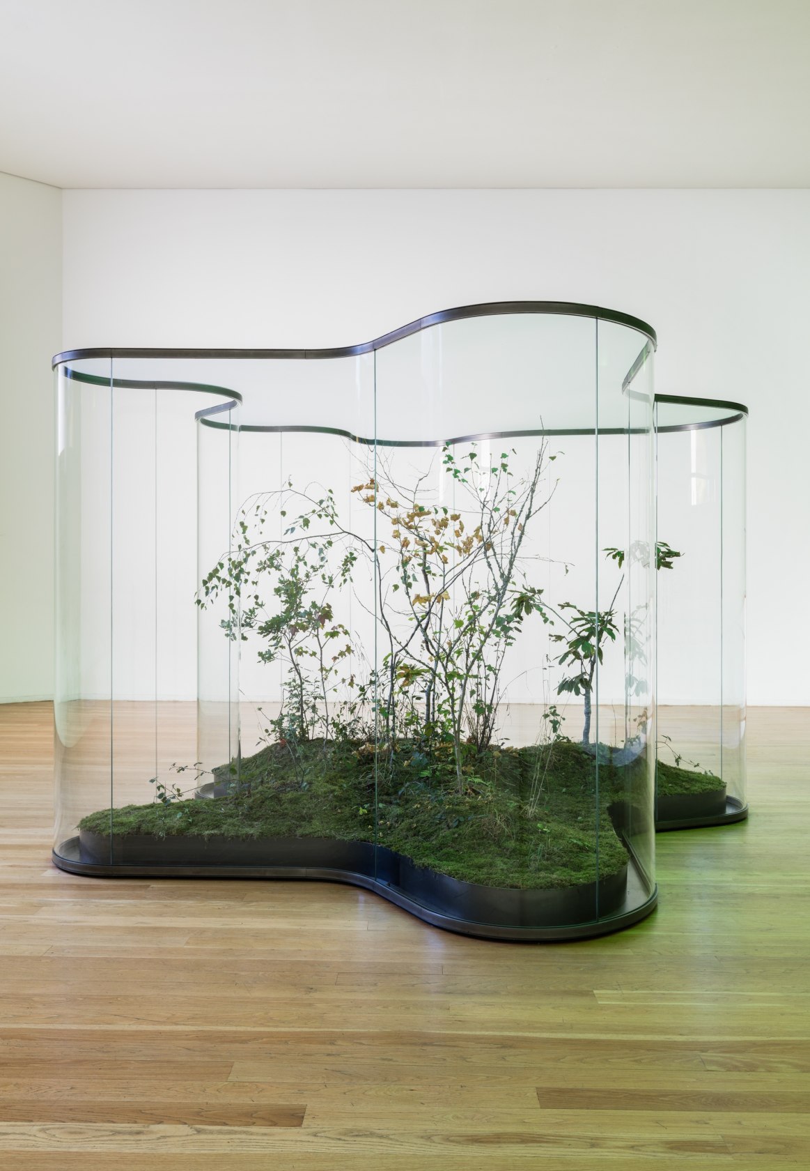 A Transparent Leaf Instead Of The Mouth, 2016-17 Glass, metal, ecosystem with stick and leaf insects 250 x 500 x...