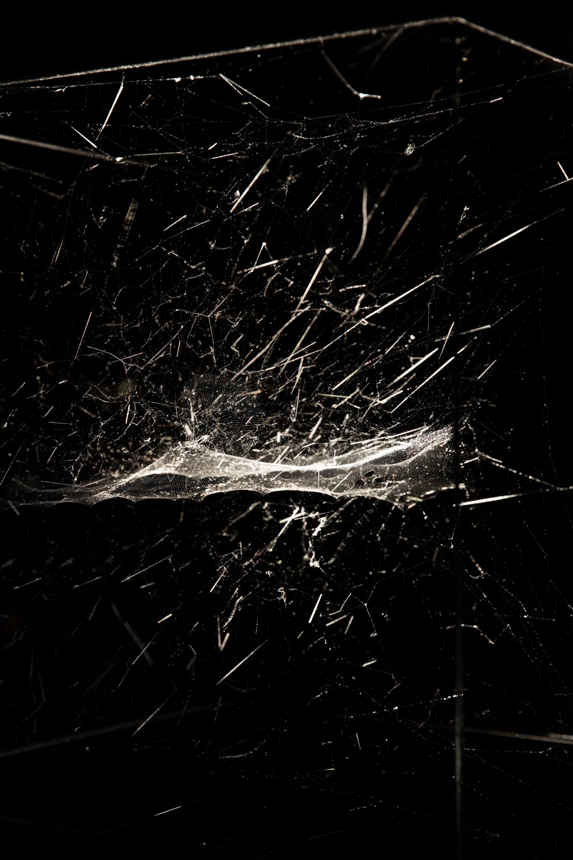 Quasi-social musical instrument IC 342 built by: 7000 Parawixia bistriata - six months, 2017 (detail) Spidersilk, carbon fibre Made by...