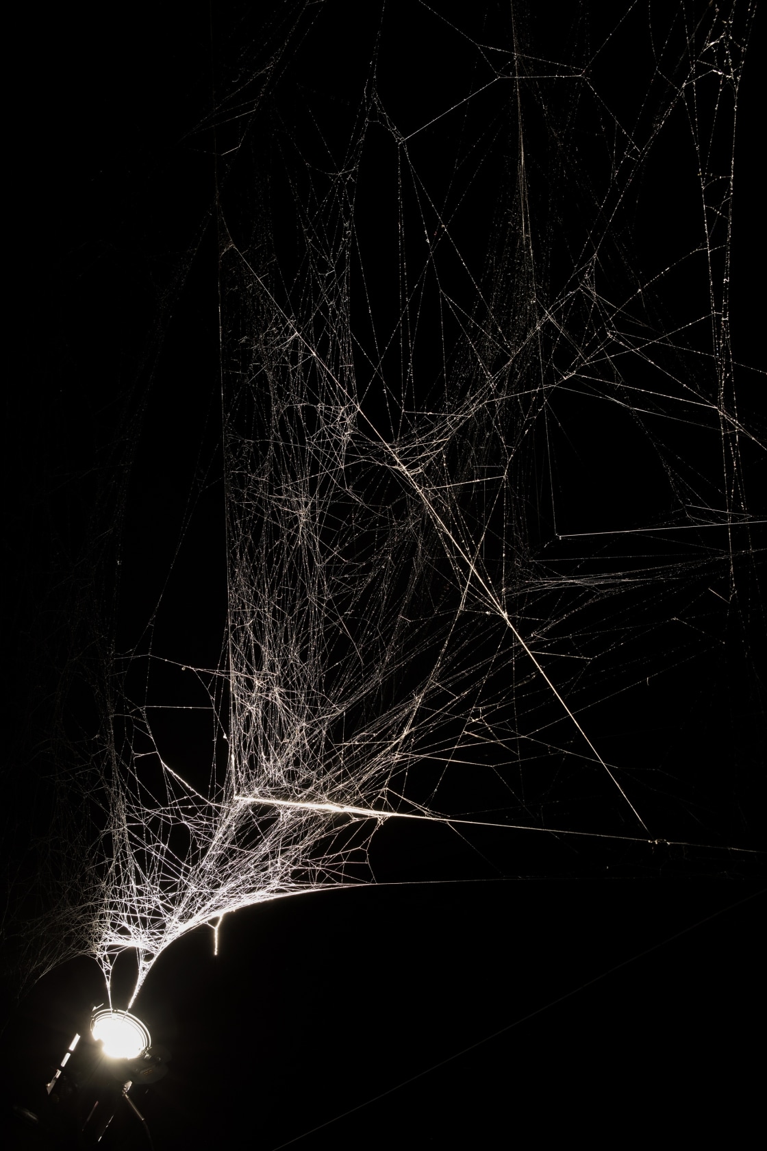 Quasi-social musical instrument IC 342 built by: 7000 Parawixia bistriata - six months, 2017 (detail) Spidersilk, carbon fibre Made by...