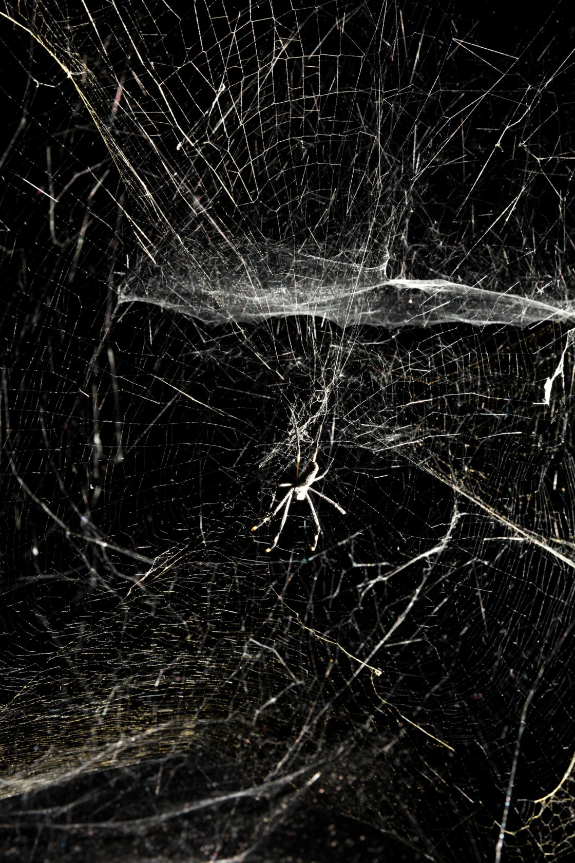 The Cosmic Dust Spider Web Orchestra, 2017 (detail) Nephila senegalensis silk, carbon frame, light beam, meteoritic dust, stellar wind, sonic...