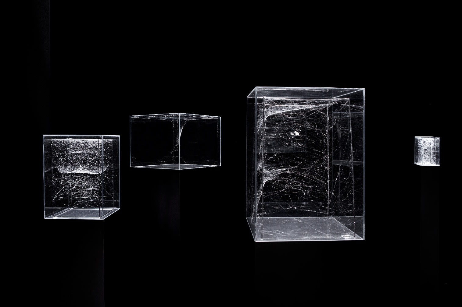 Sculptor 2 Cyrtophora citricola, 2013 Barnard Pholcus Palangoides – Tegenaria atrica, 2013 13 Tucana 0 Cyrtophara citricola – Tegenaria atrica,...