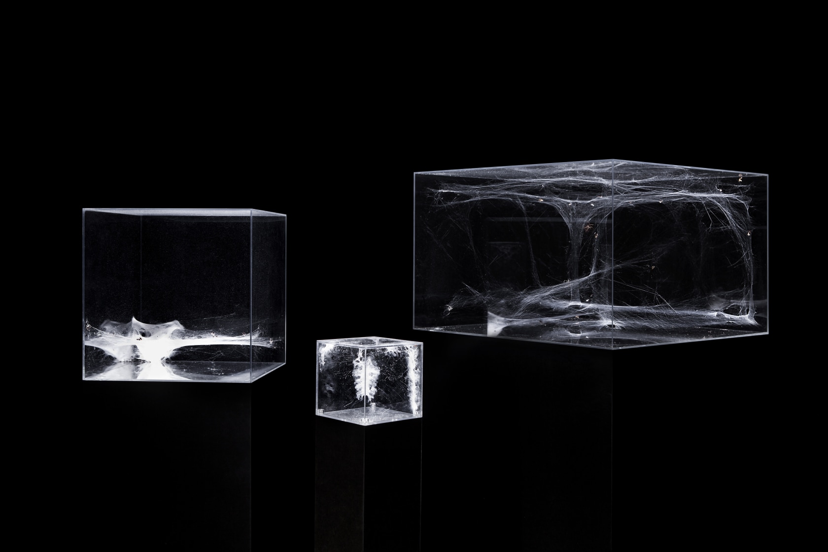 Dorado 1 Agelena labyrintica, 2013 Quasar 4 Stromatopelma - Parasteatoda, 2013 Barnard Pholcus Palangoides – Tegenaria atrica, 2013 From left...